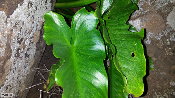 Image of Zantedeschia odorata P. L. Perry