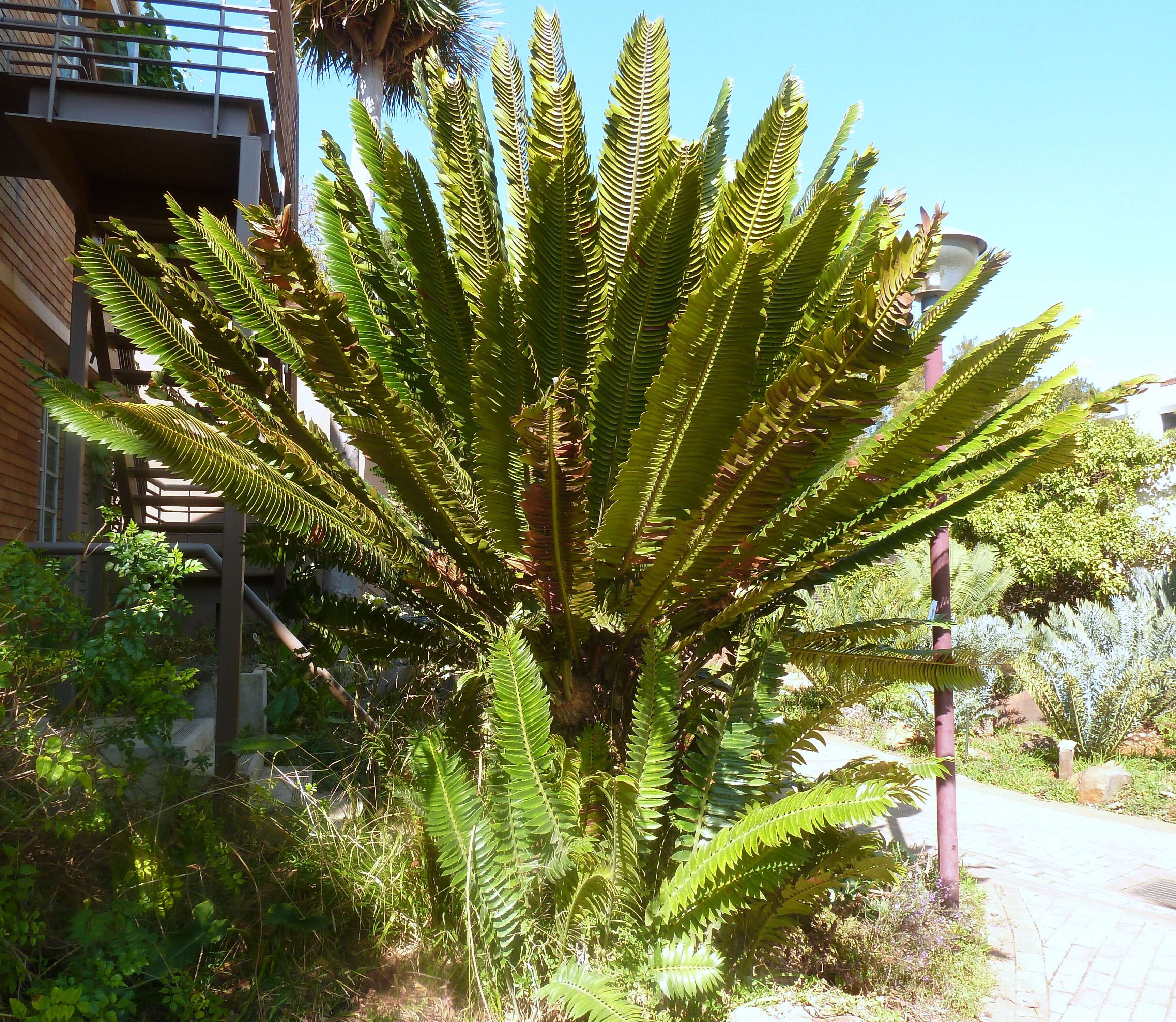 Image of Modjadji Cycad