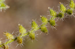 صورة Cryptantha crassisepala (Torr. & Gray) Greene