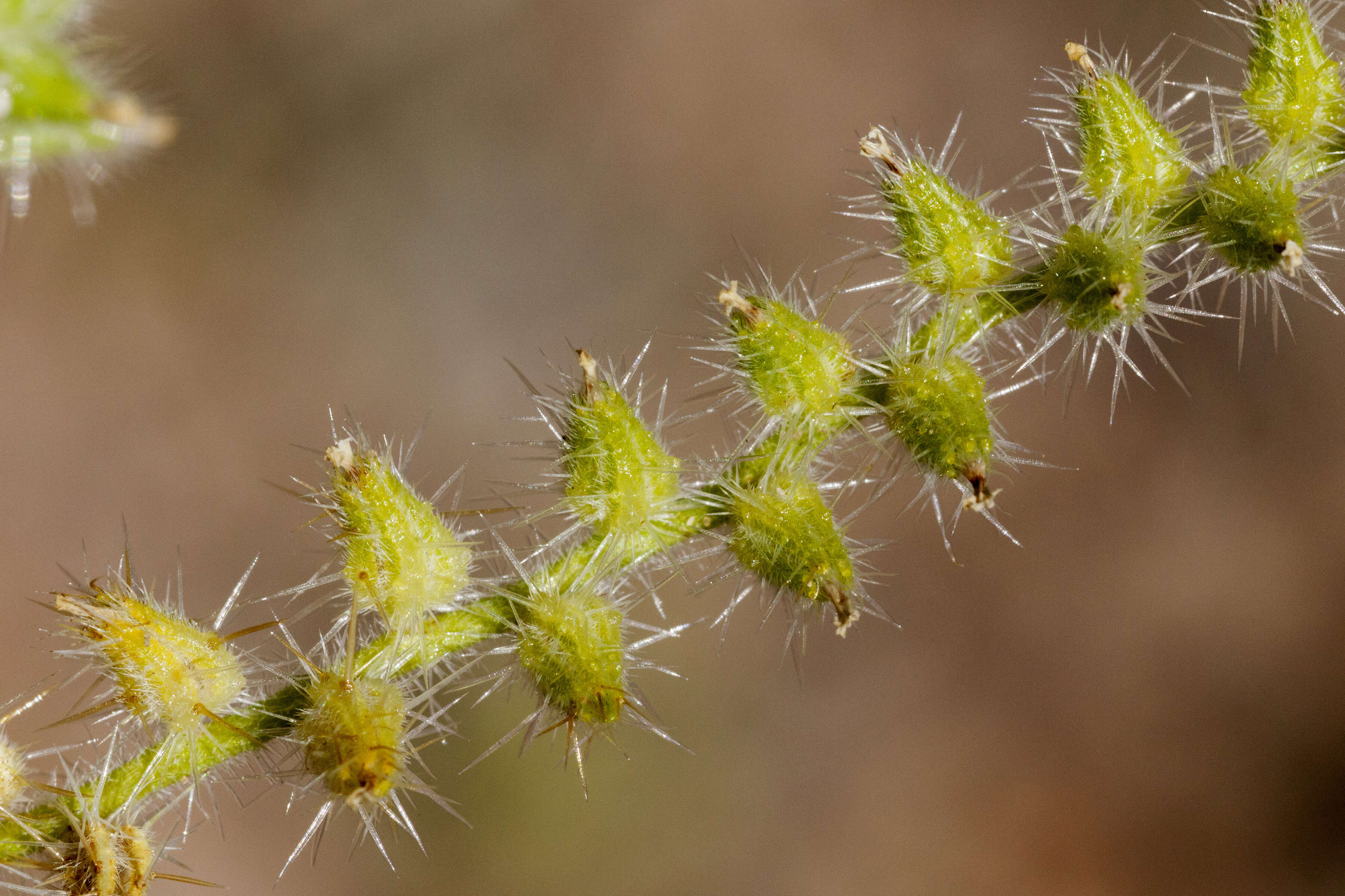 Image of thicksepal cryptantha