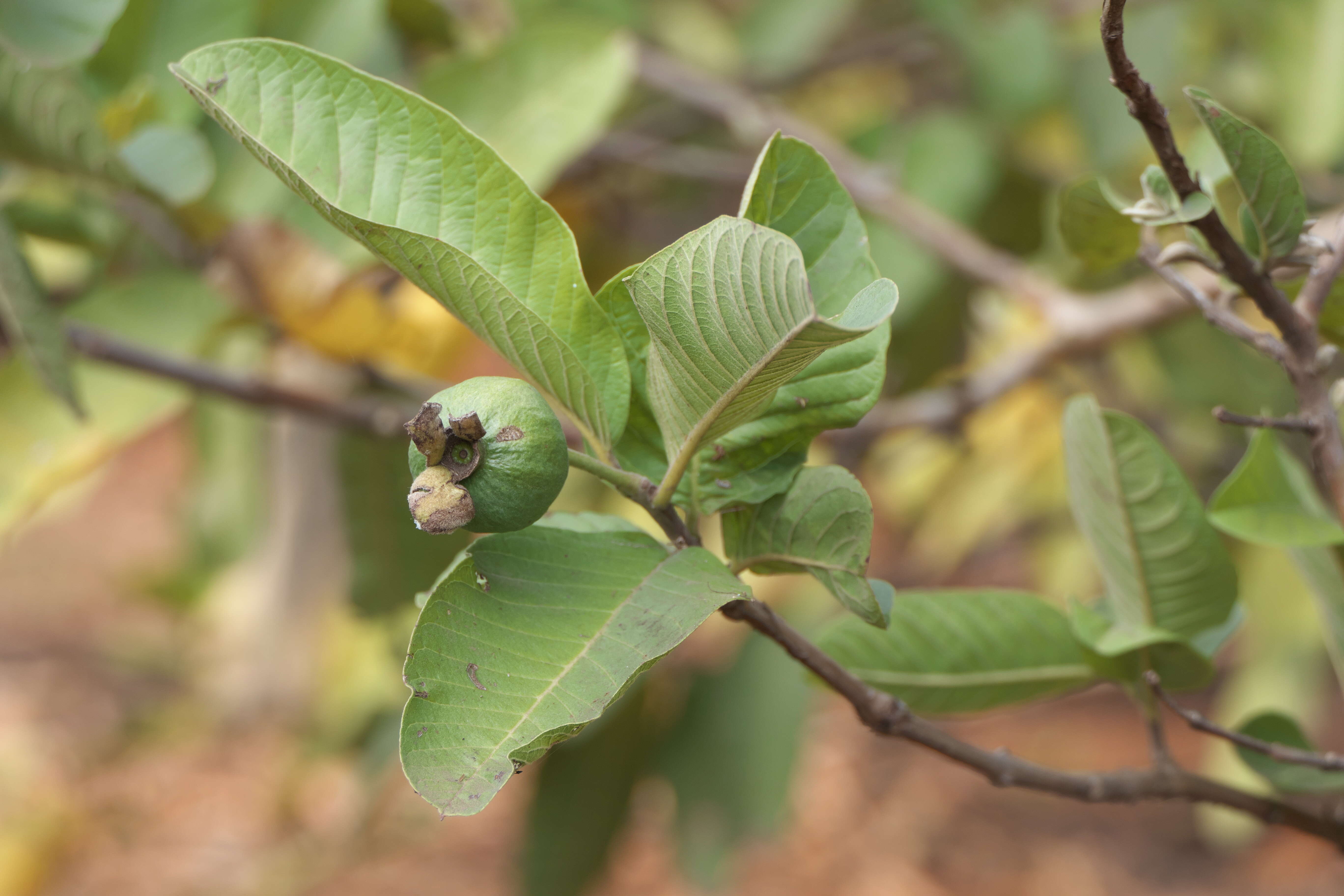 Image of guava