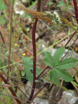 Image of Malva tournefortiana L.