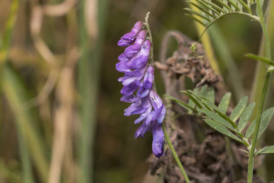 Image of bird vetch