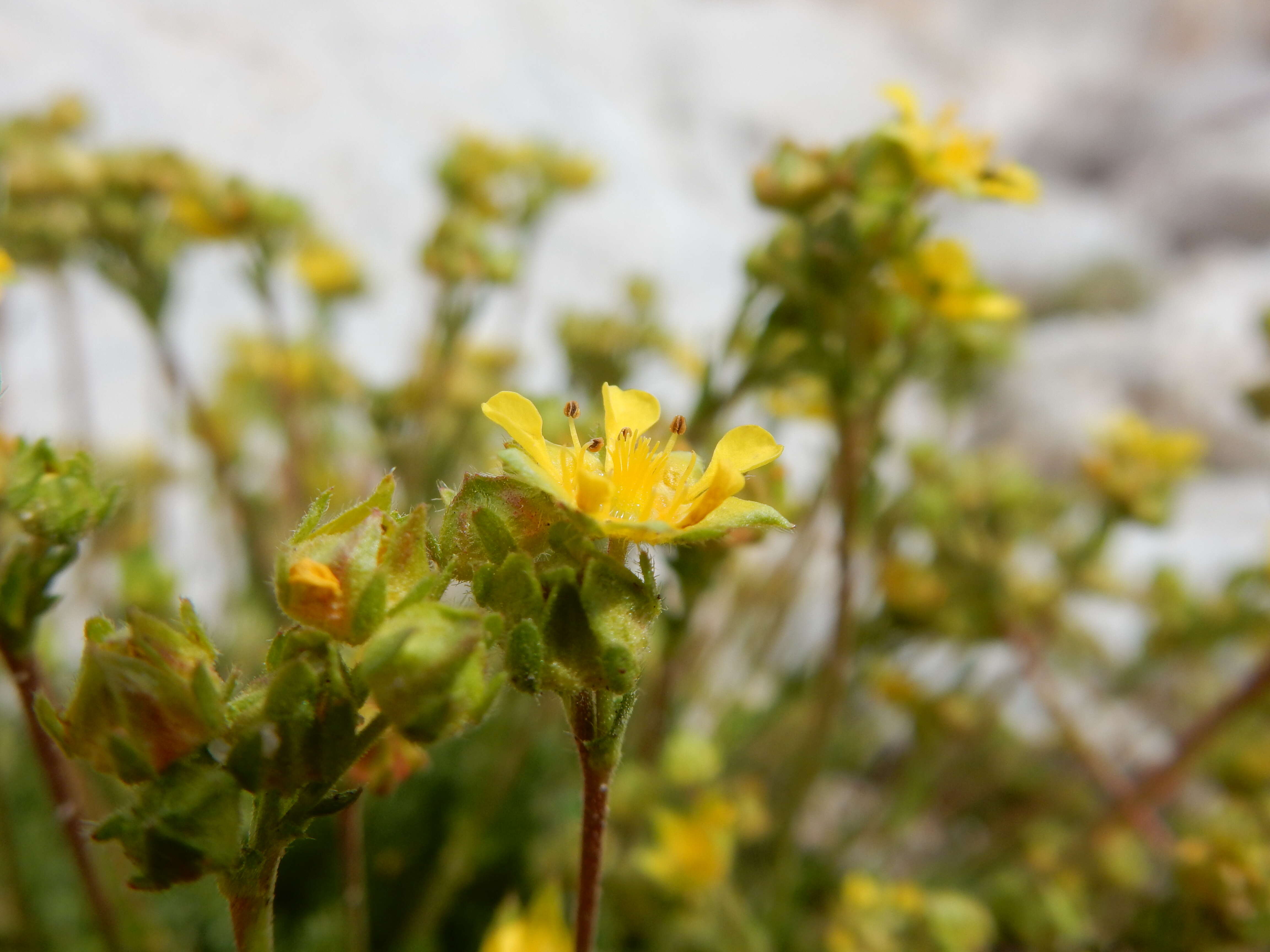 Image de Ivesia lycopodioides Gray