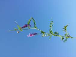 Image of bird vetch