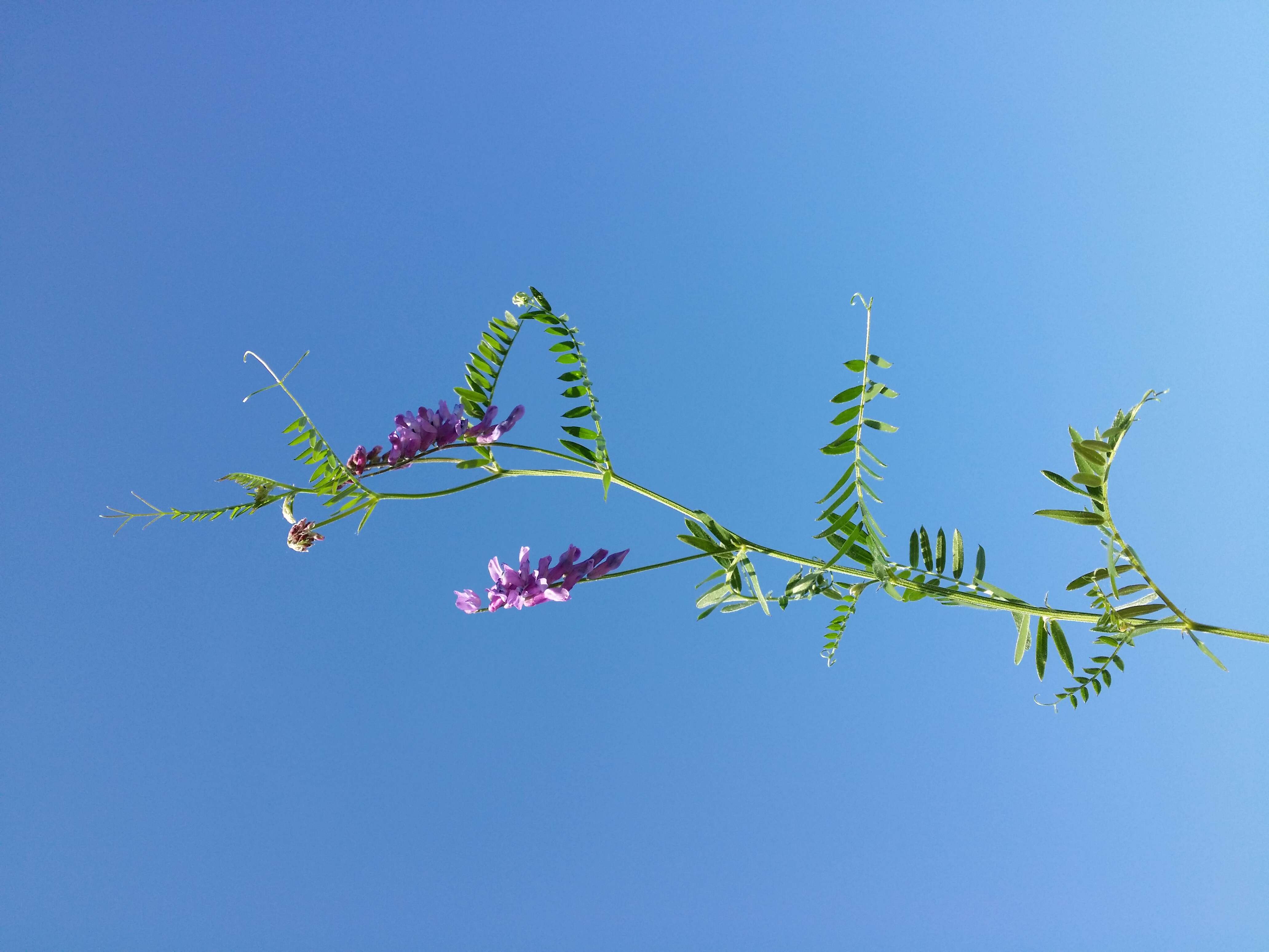 Image of bird vetch