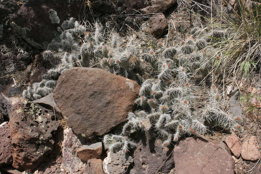 Image of Panhandle Prickly-pear