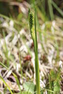 Plancia ëd Tofieldia calyculata (L.) Wahlenb.