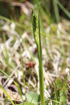 Image of Tofield's asphodel