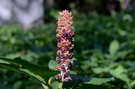 Слика од Phytolacca acinosa Roxb.