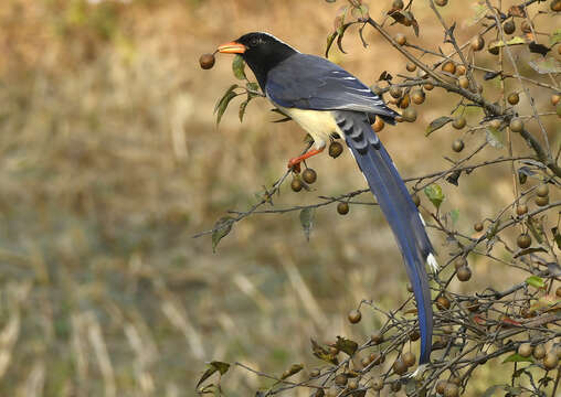 صورة Urocissa erythroryncha (Boddaert 1783)