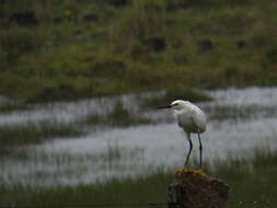 Image of Snowy Egret