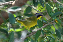 Image of Masked Yellowthroat