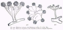 Image of Haliclystus stejnegeri Kishinouye 1899