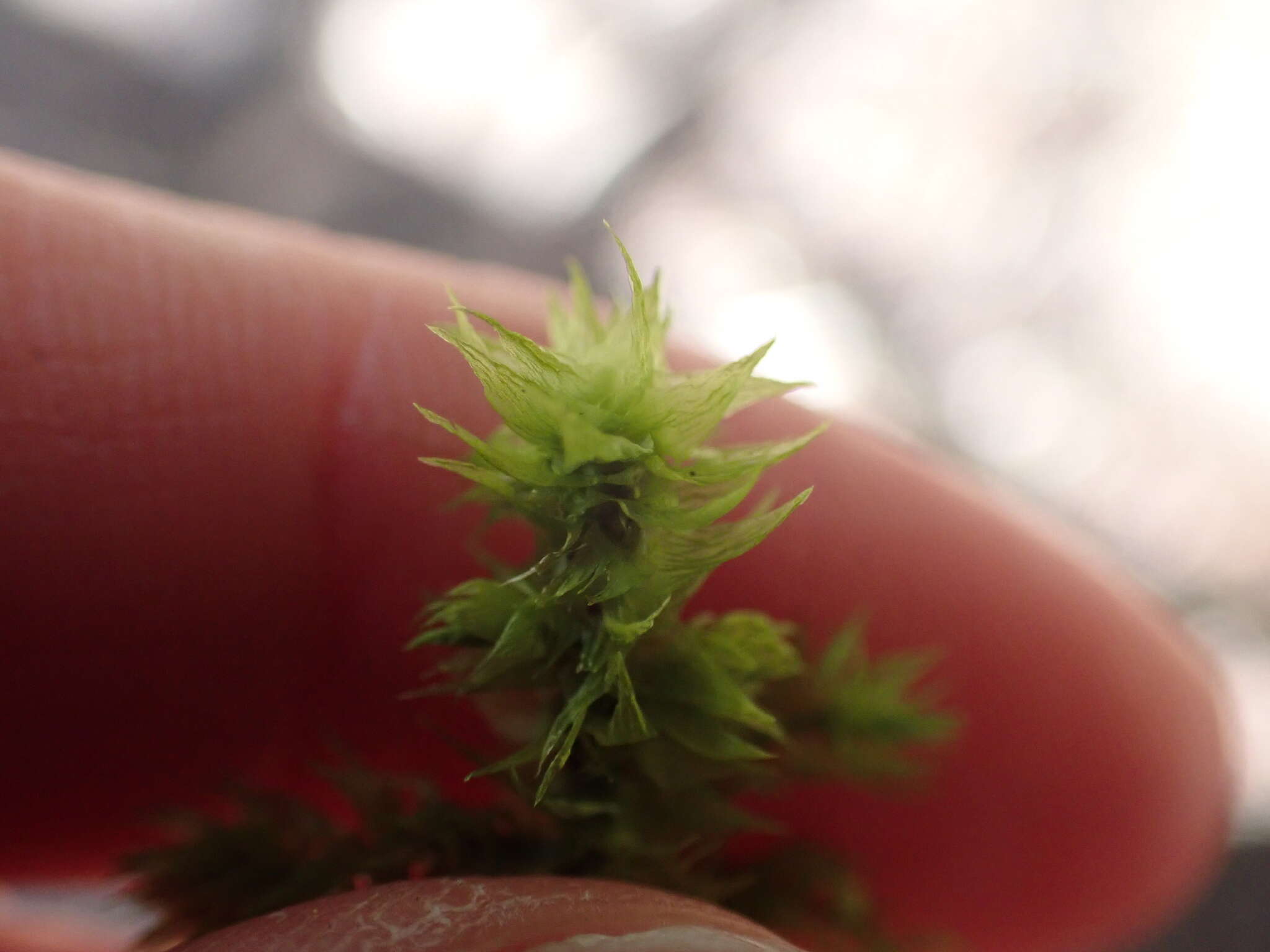 Image of Electrified Cat's Tail Moss