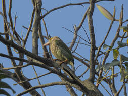 Psilopogon lineatus (Vieillot 1816) resmi