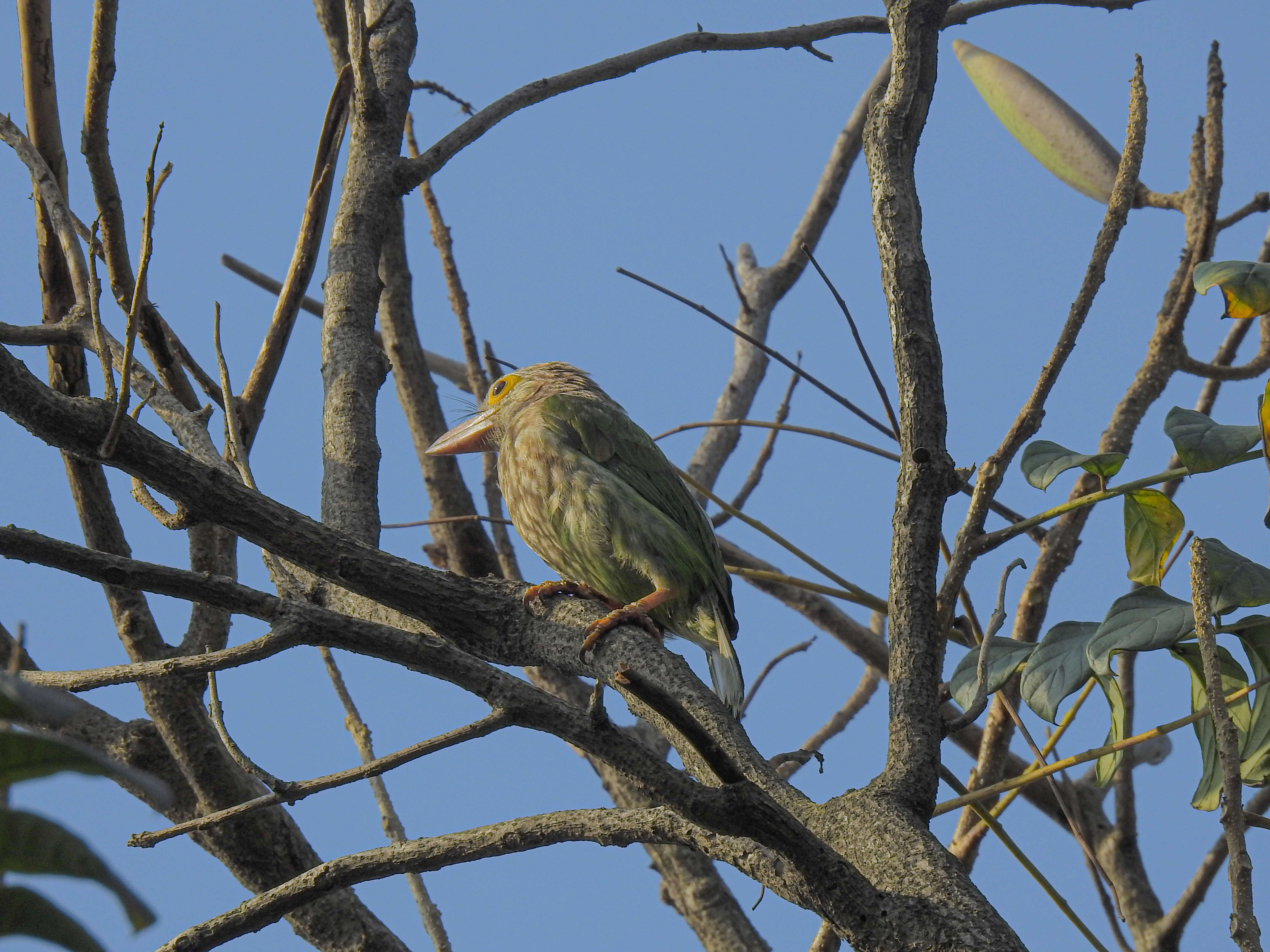 Psilopogon lineatus (Vieillot 1816) resmi