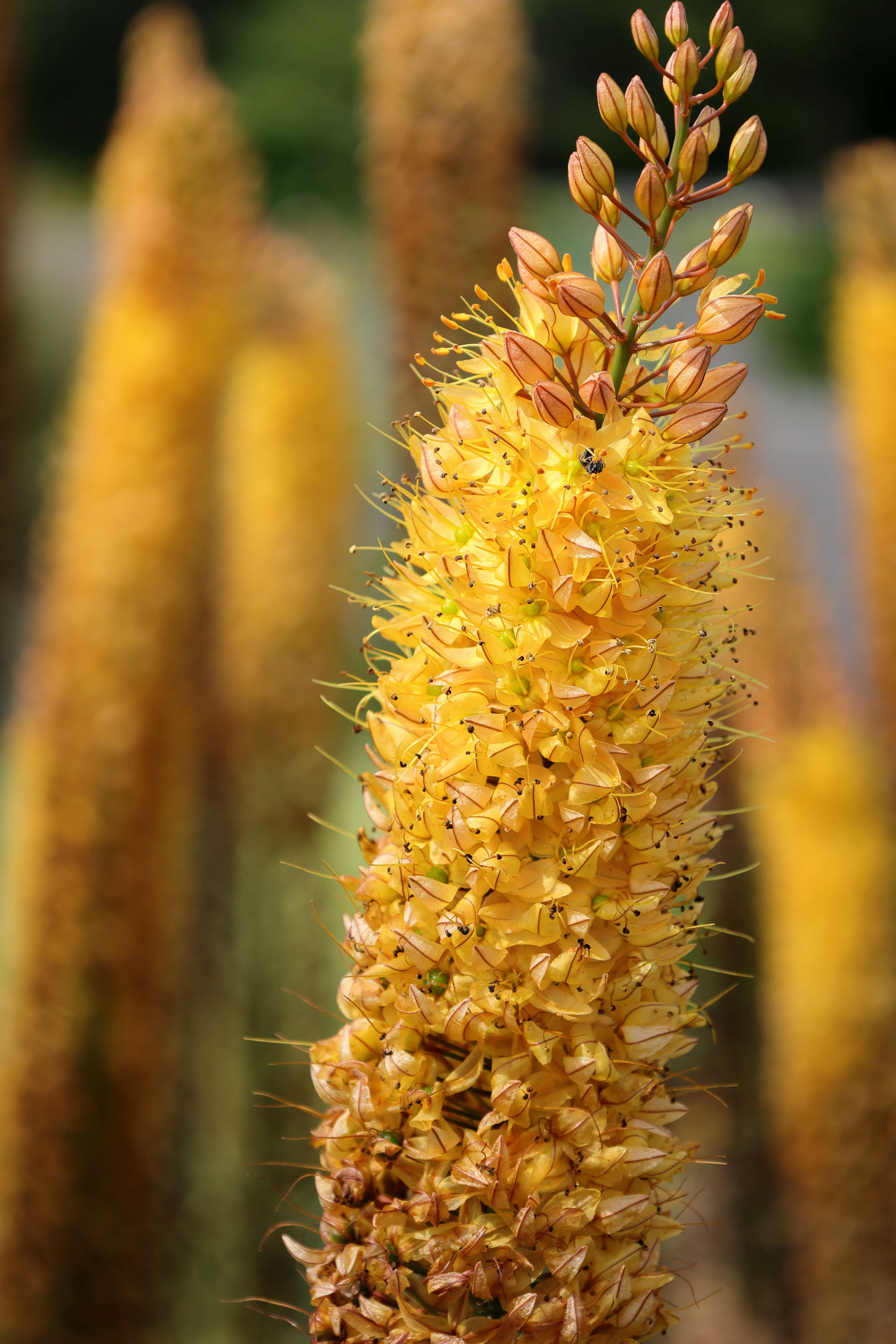 Plancia ëd Eremurus stenophyllus (Boiss. & Buhse) Baker