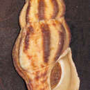 Image of Pustulatirus sanguineus (Wood 1828)