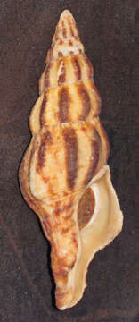Image of Pustulatirus sanguineus (Wood 1828)