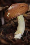 Image of Suillus granulatus (L.) Roussel 1796