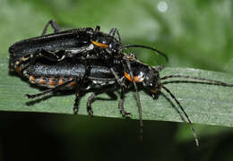 Image of Cantharis obscura