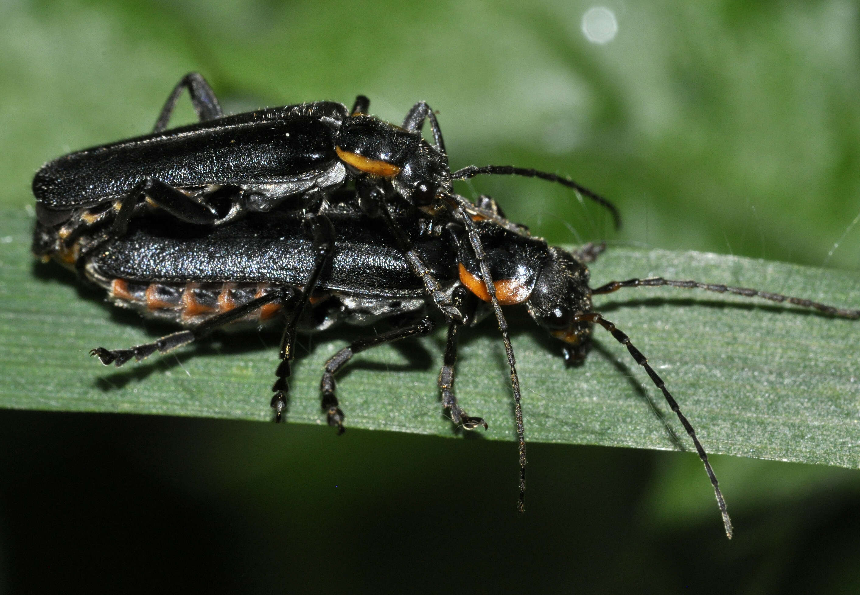 Image of Cantharis obscura