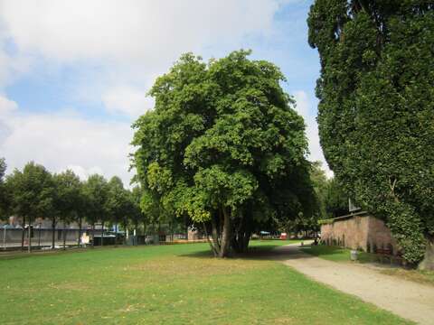 Image of Norway Maple