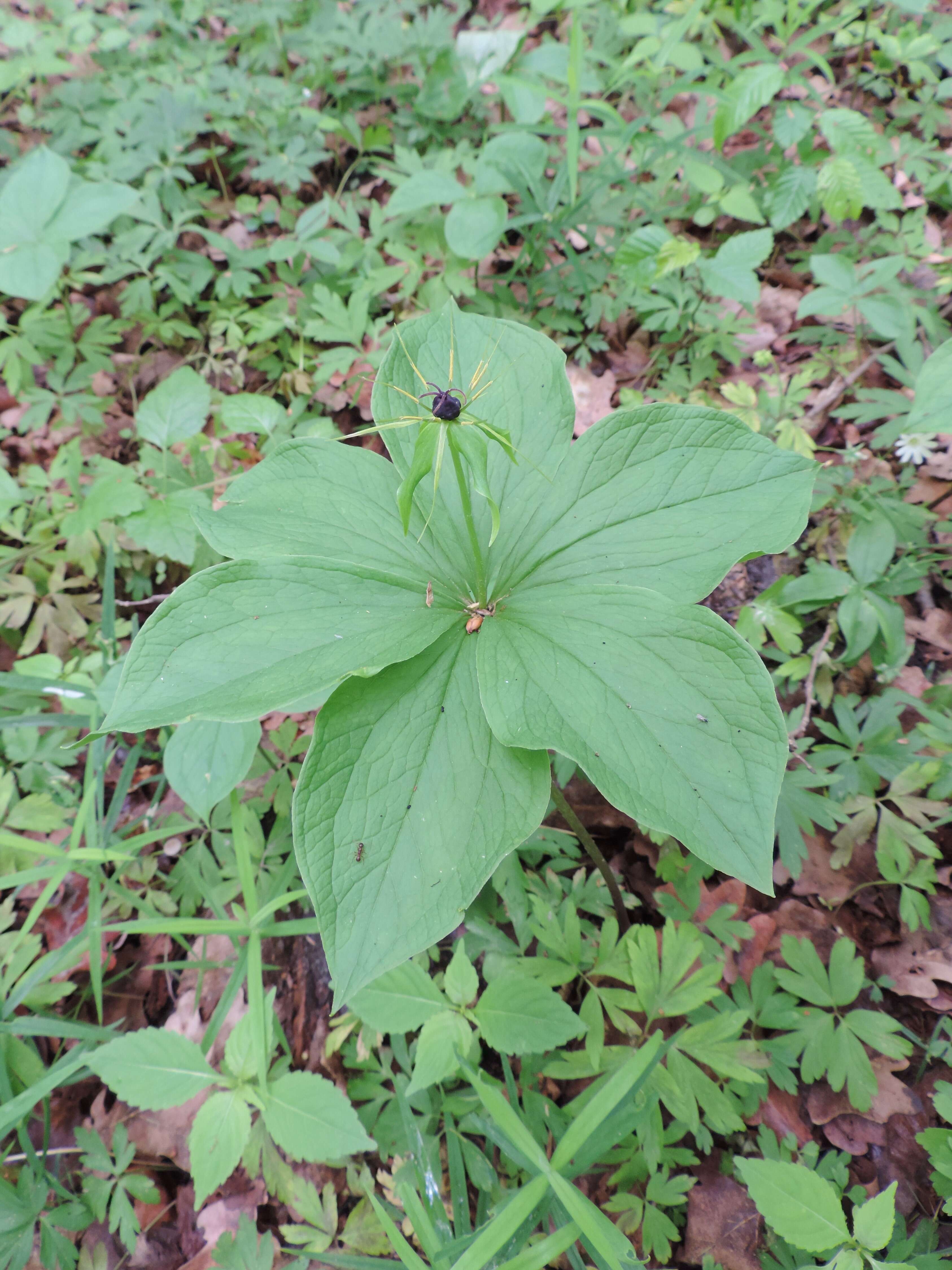 Image of herb Paris