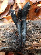 Image of Xylaria longipes Nitschke 1867