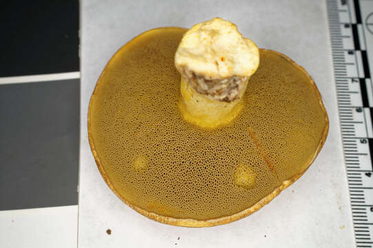 Image of Velvet Bolete