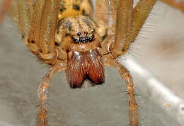 Image of Giant House Spider