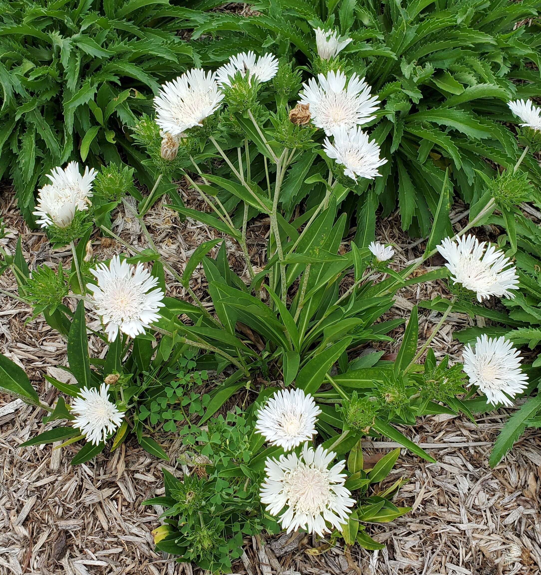 Image of Stokesia