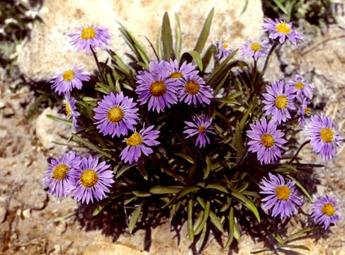 Image of tundra aster