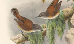 Image of Rufous-sided Gerygone