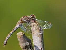 Image of Common Darter