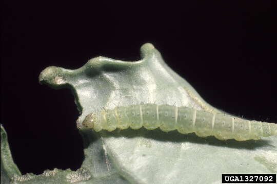 Image of white cabbage