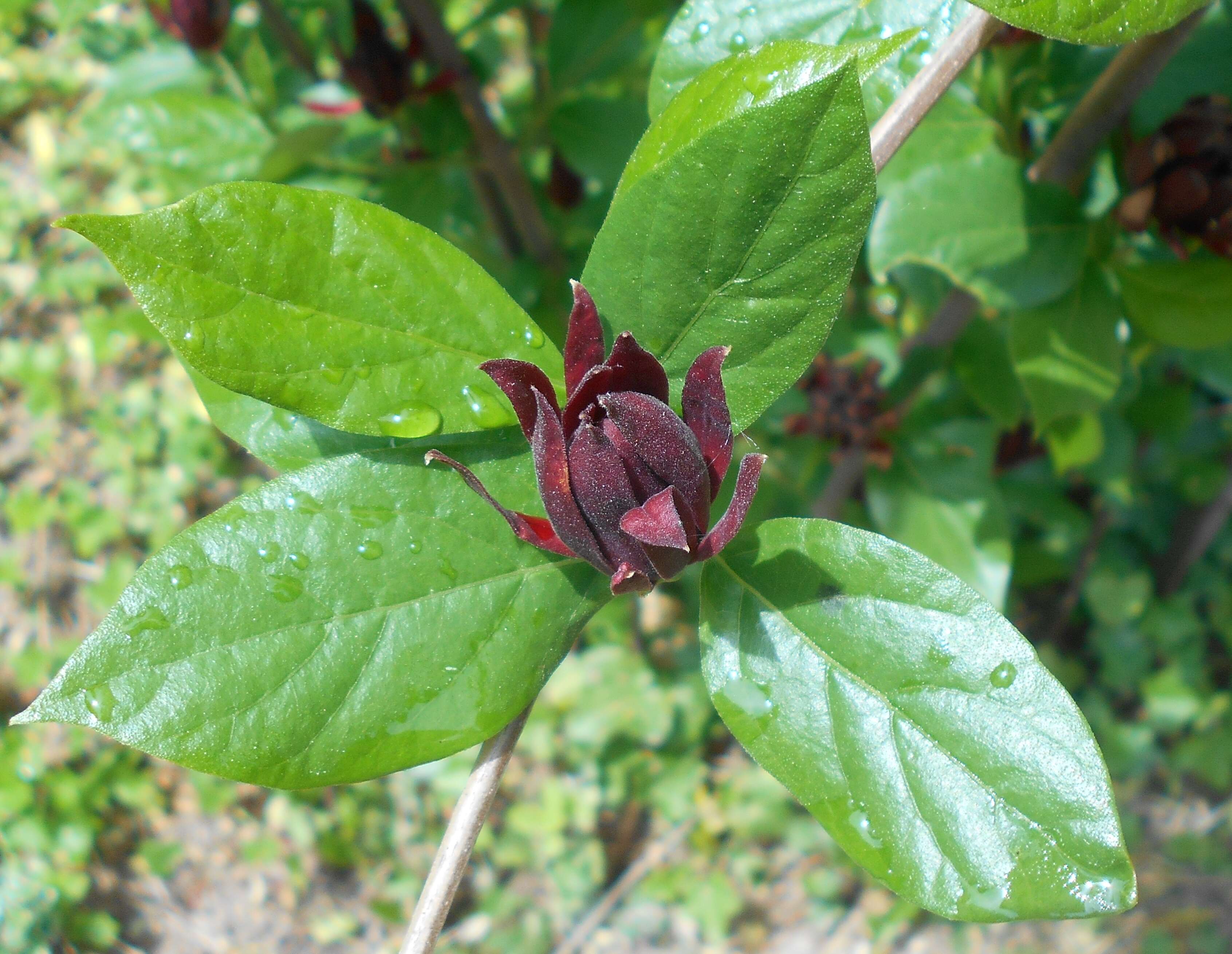 Image de Calycanthus floridus L.