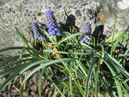 Imagem de Muscari armeniacum H. J. Veitch