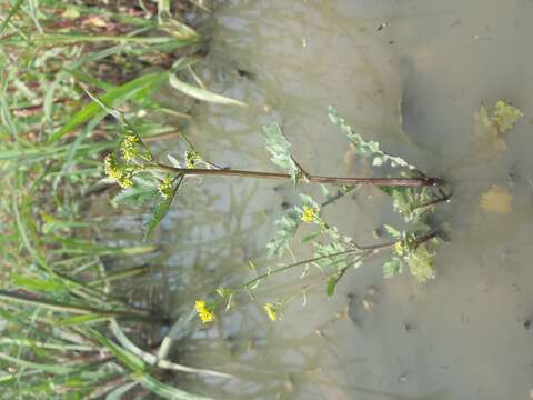 Image of bog yellowcress