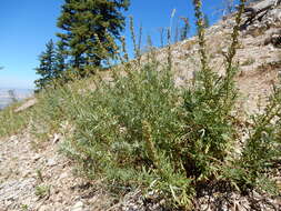 Image of white sagebrush