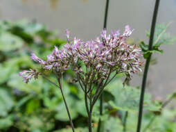 Image of Hedge-leaved Adenostyle