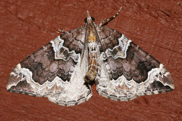 Image of Northwestern Phoenix Moth