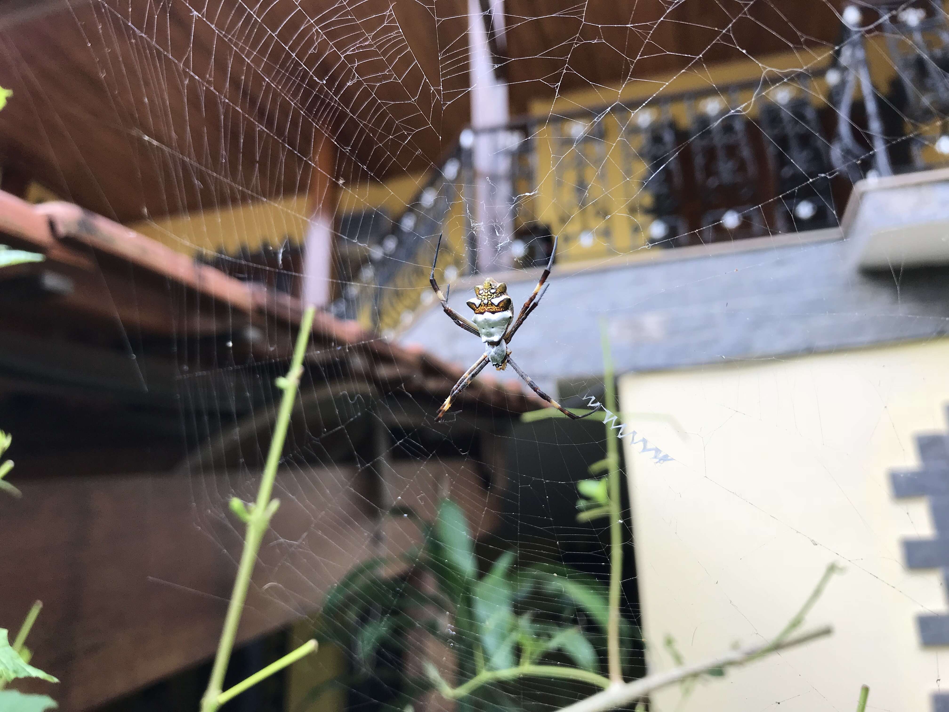 Image of Silver Argiope