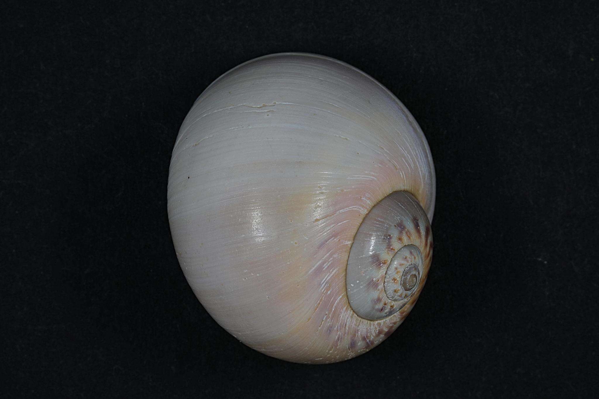 Image of European necklace shell