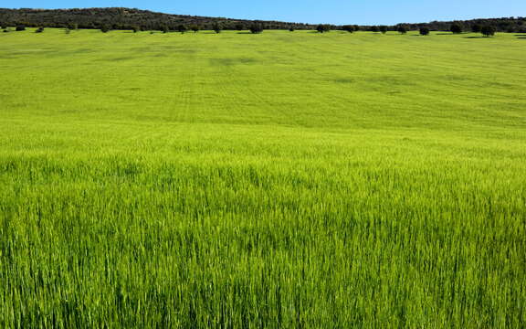 Image of common barley