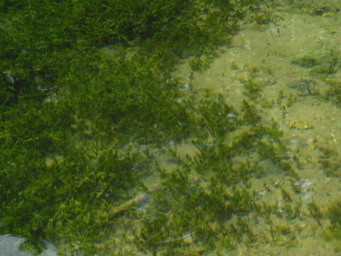 Image of Stonewort