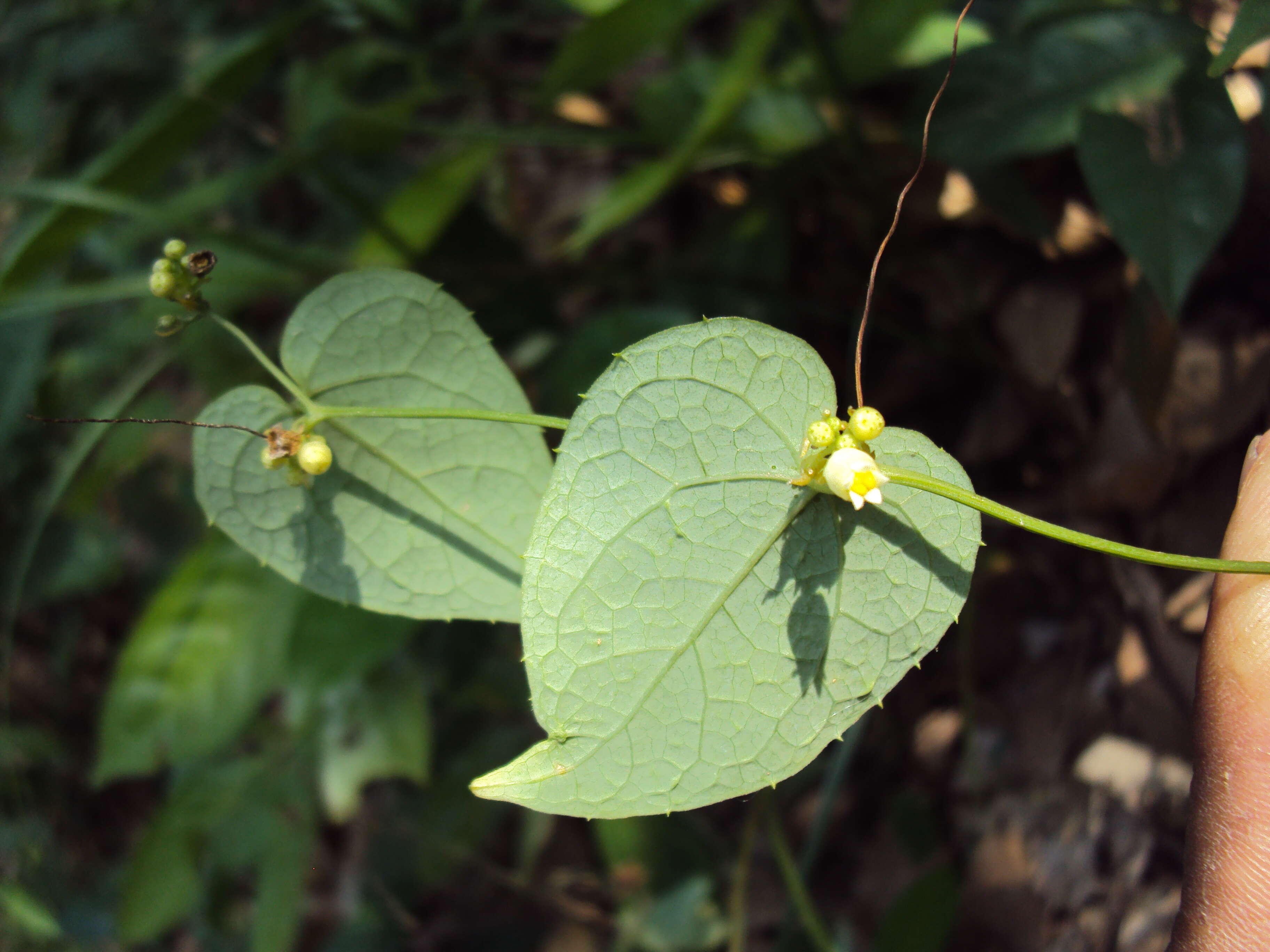 Image of Solena amplexicaulis (Lam.) Gandhi ex Saldanha & Nicolson