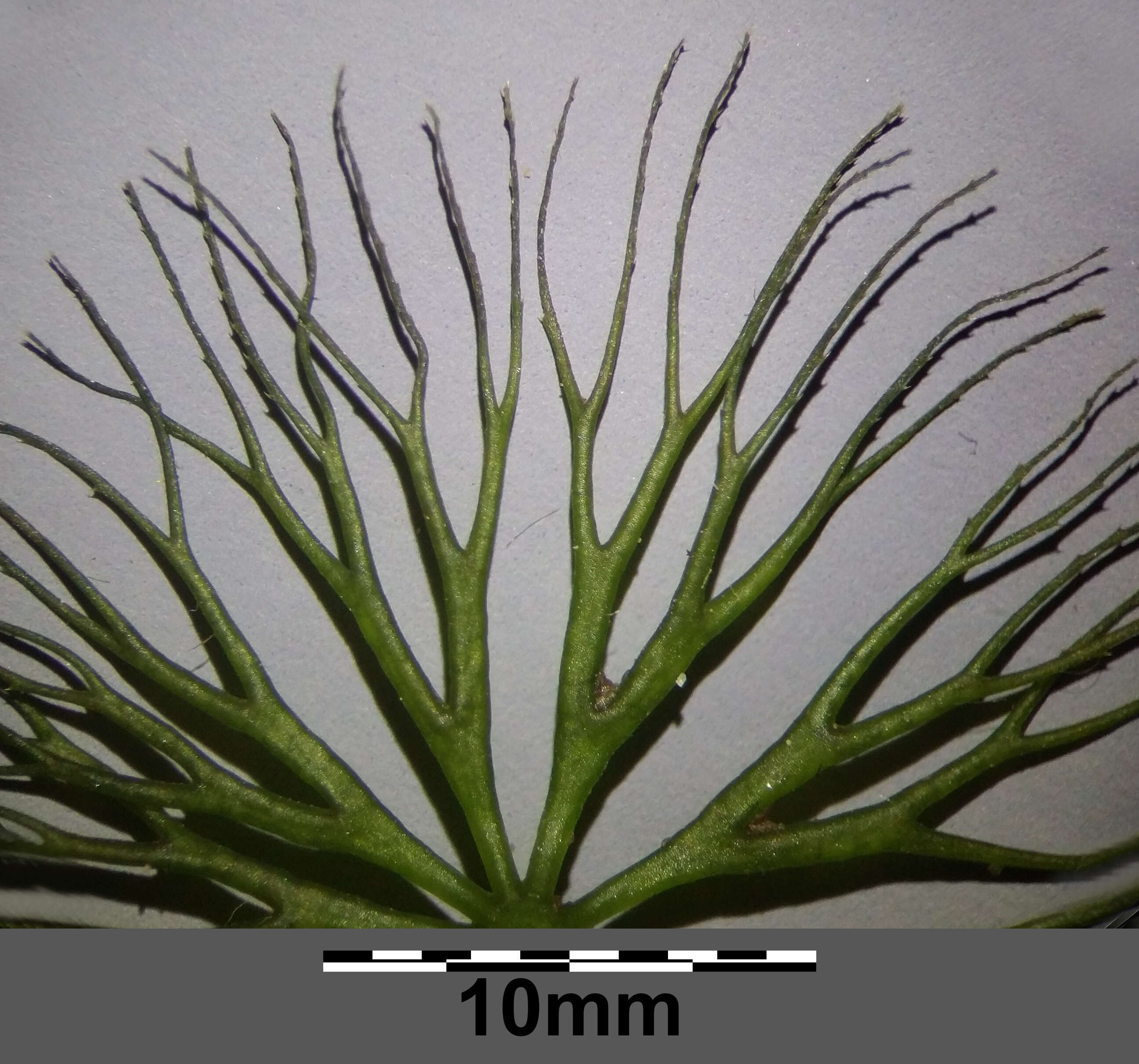 Image of Soft Hornwort