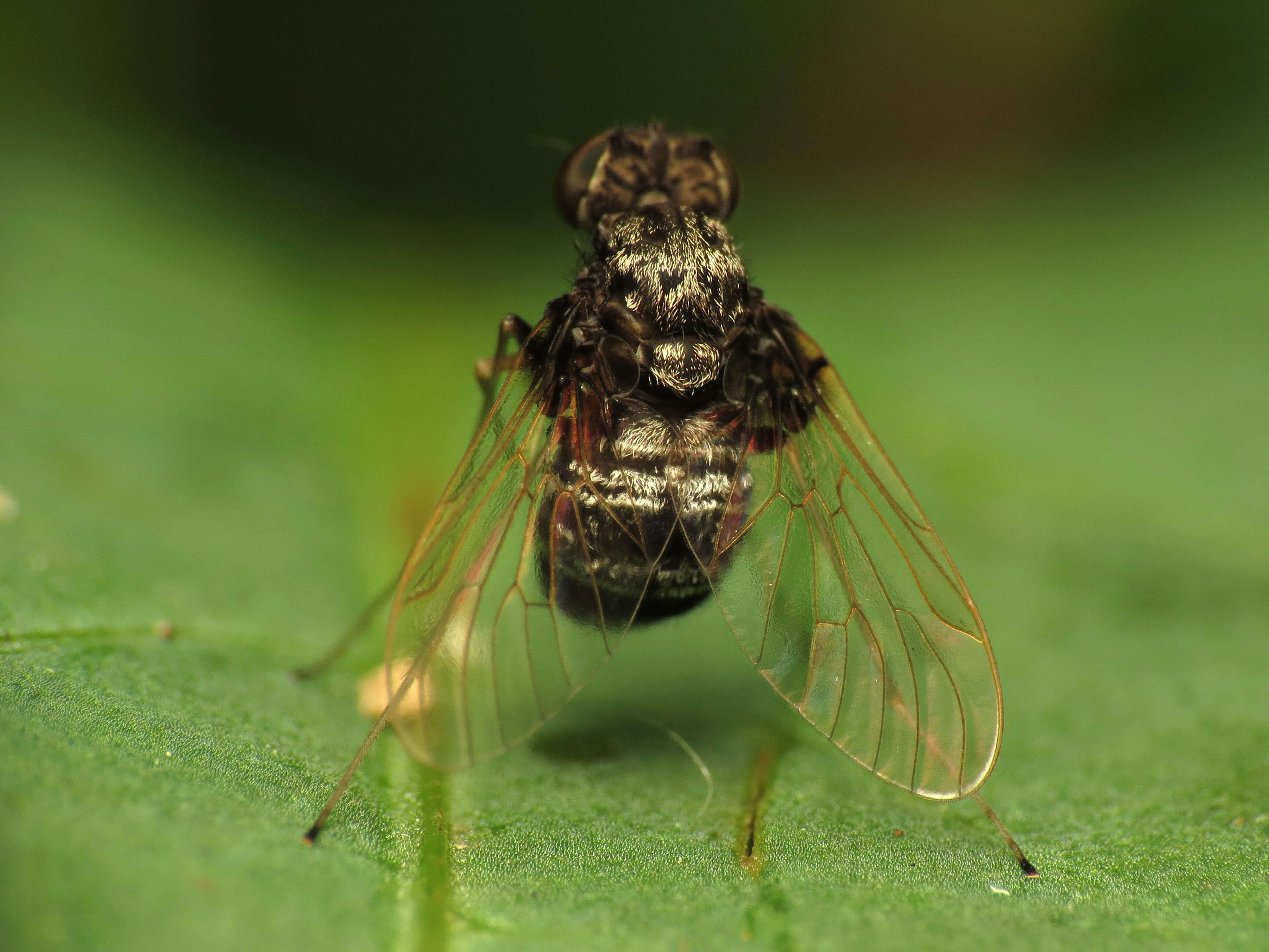 Image of Chrysopilus basilaris (Say 1823)